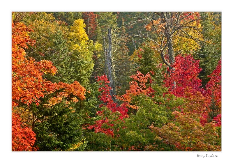 Algonquin Fall Colours_6061.jpg